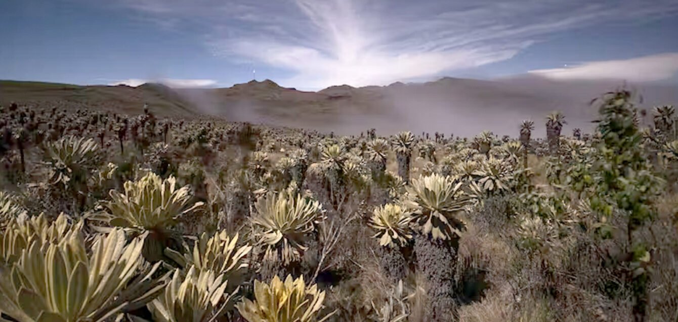 Cuantificación y Adicionalidad del Carbono - ATUK