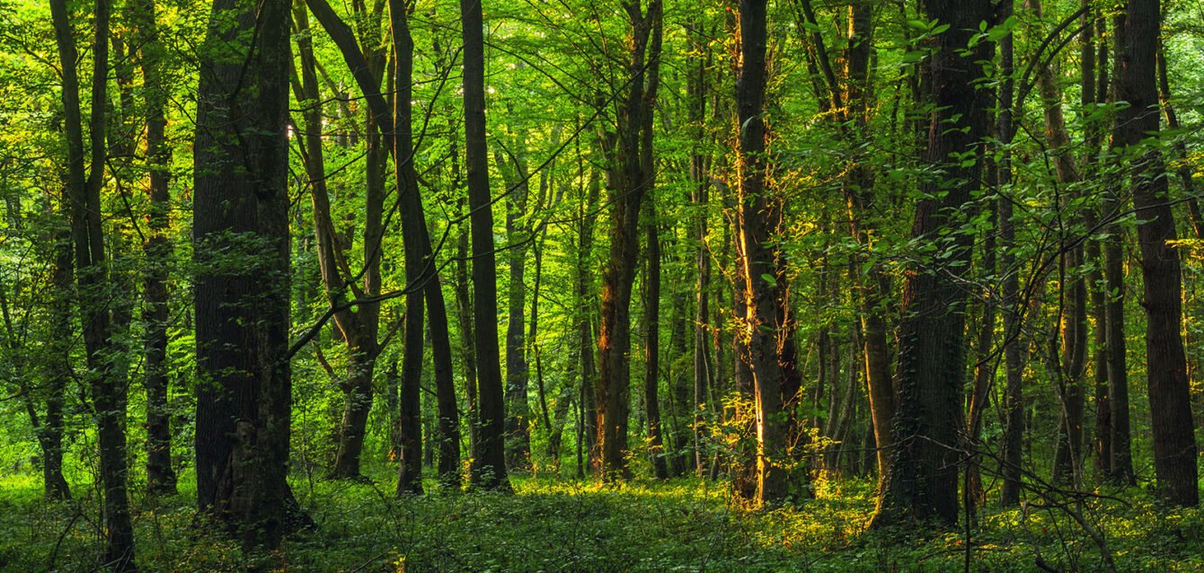 Mercados de Carbono - ATUK