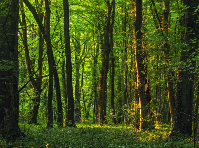 Mercados de Carbono - ATUK Mercados de Carbono - ATUK