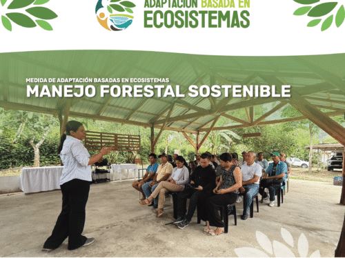 AbE Manejo Forestal - cover brief